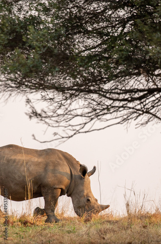 White Rhino  Kruger National Park