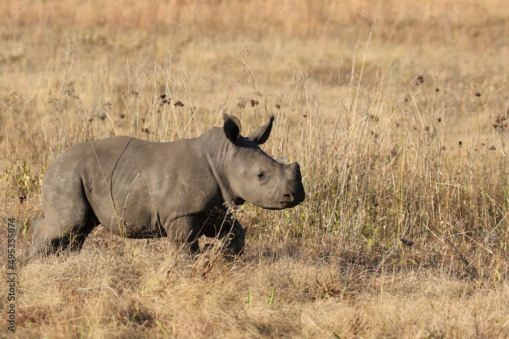 Obraz premium White rhino calf, South Africa