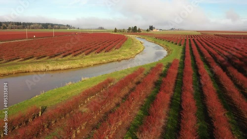 Aerial Tour of the Blueberry Fields in Their Red Winter Color. Seen in the agricultural hub of western Washington state-the Skagit Valley.