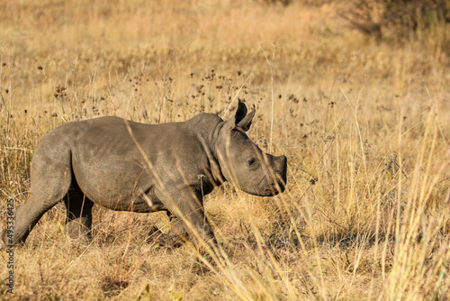 White rhino calf  South Africa