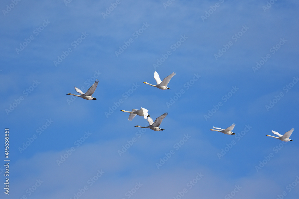 青空を飛ぶ白鳥たち