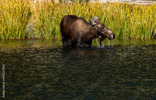 Moose in the water at buck lake in Yellowstone National Park Wyoming  © J. Omar Hansen