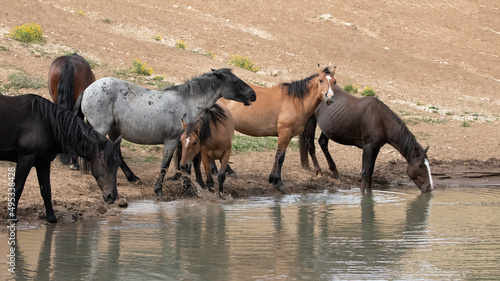 Thirsty wild horses drinking water at the pond in the Pryor Mountains on the border of Montana and Wyoming in the United States