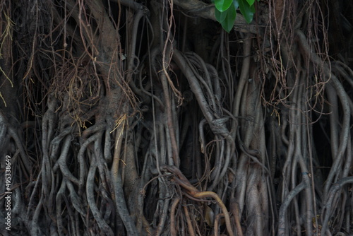 roots of tree