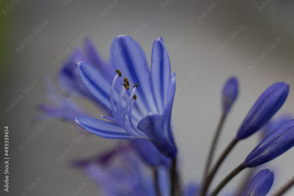 Close up of Agapanthus, intense blue colored flower in bloom. Close up of Agapanthus, intense blue colored flower in bloom.
