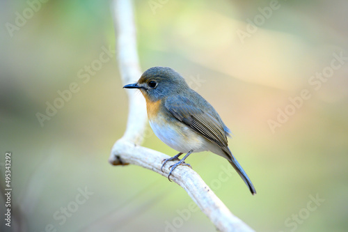 Closeup Tickell's Blue Flycatcher perched on a branch