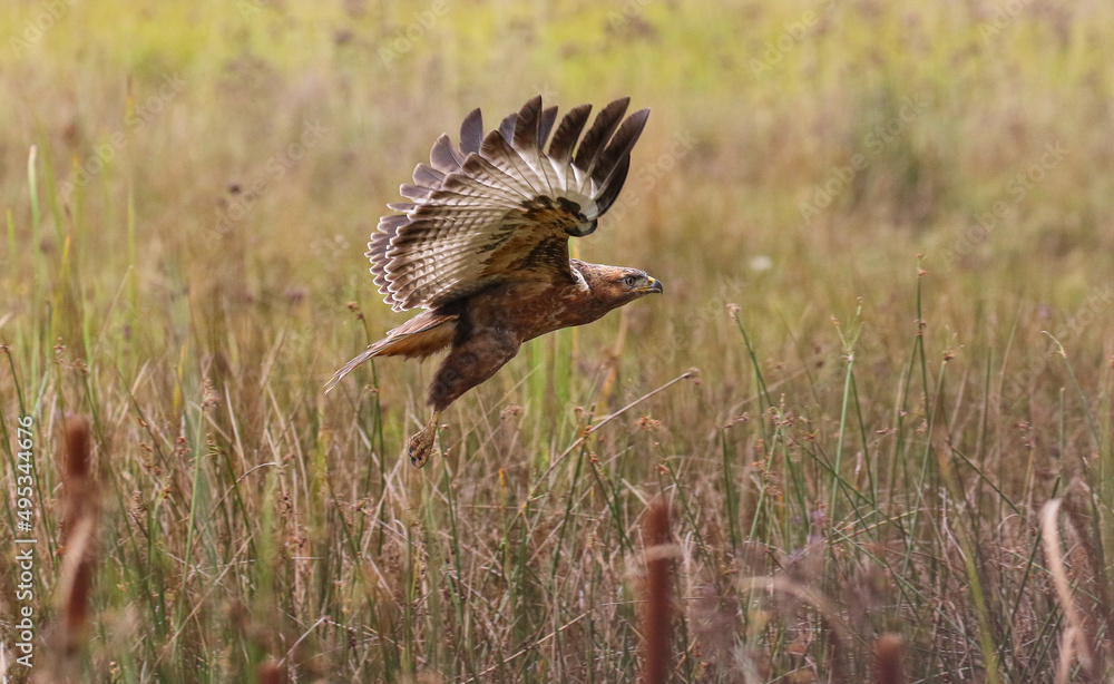 Steppe Buzzard, Kruger National Park Steppe Buzzard, Kruger National Park