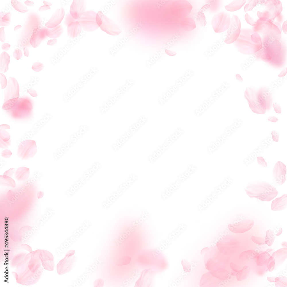 Sakura petals falling down. Romantic pink flowers vignette. Flying petals on white square background. Love, romance concept. Ideal wedding invitation.