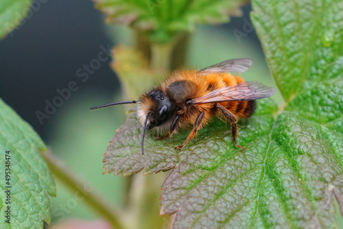 Closeup on a fresh emerged male red mason bee, Osmia rufa sitting on a green leaf © Henk