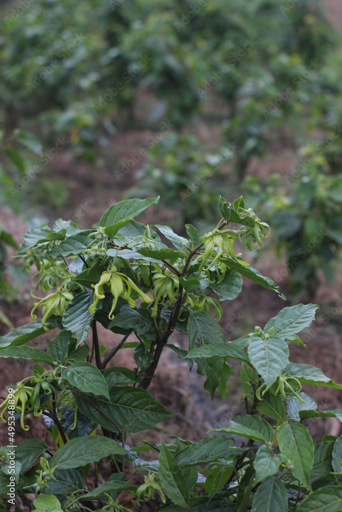 Photo of Kenanga flowers that are still green with a natural blur background Photo of Kenanga flowers that are still green with a natural blur background