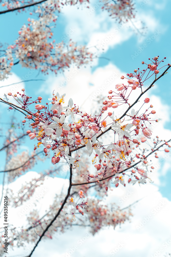 pink flowers and bright summer sky