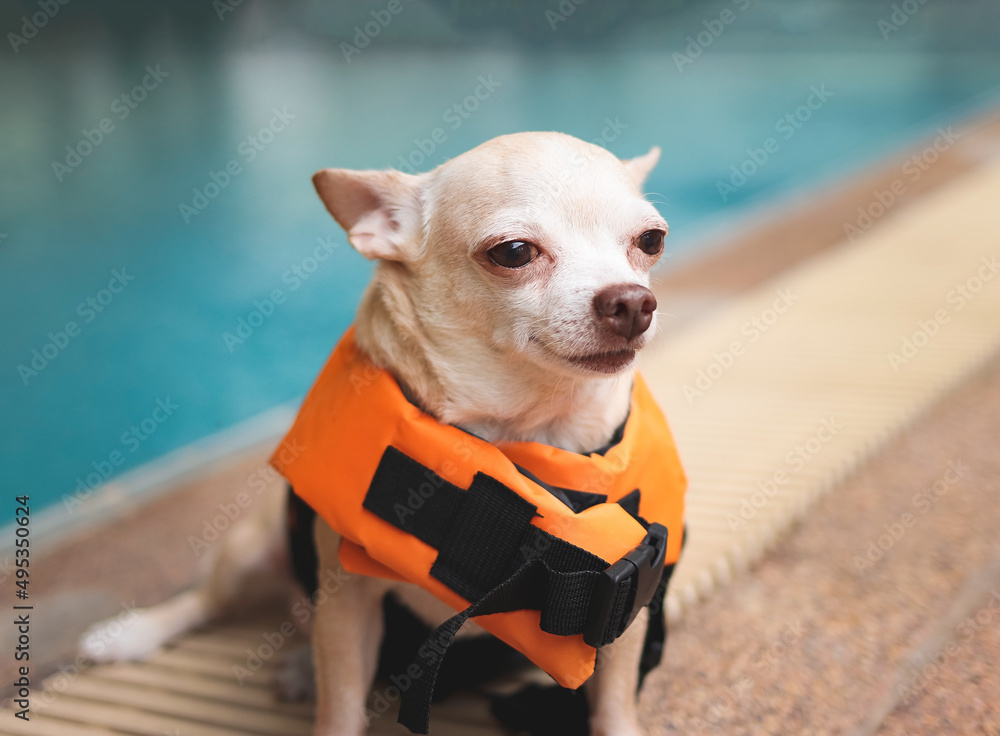 cute brown short hair chihuahua dog wearing orange life jacket or life