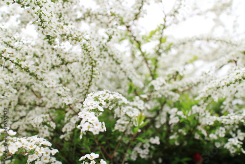 純白の花を咲かせるユキヤナギ