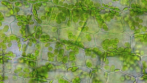 Research laboratory. New type of biological sun panels for electricity production. Chloroplasts and DNA replication, nanorobot in a plant cage under a microscope