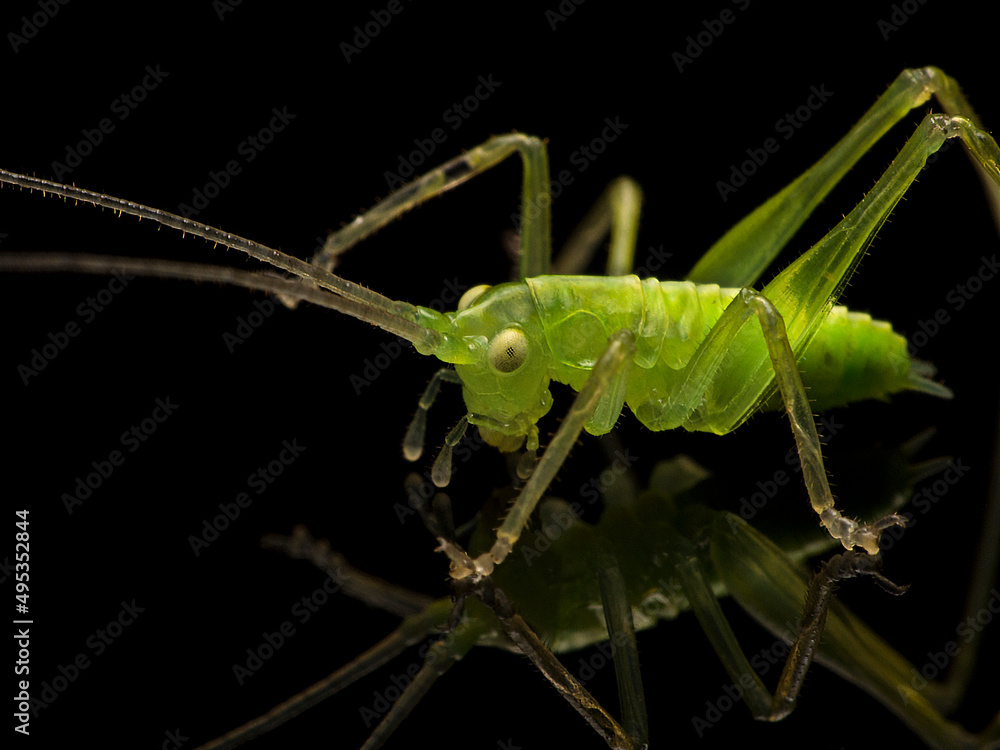 Fototapeta premium P5280235 close-up of a drumming katydid, Meconema thalassinum, on a black reflective surface cECP 2016