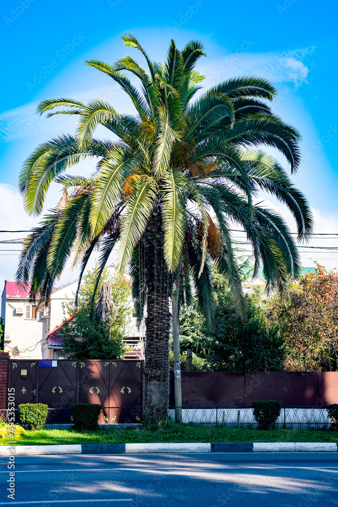 Lush palm tree on the background of the blue sky on the side of the road.