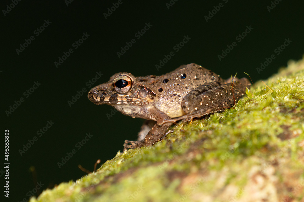 Triprion spinosus, also known as the spiny-headed tree frog, spiny-headed treefrog, spinyhead treefrog, coronated treefrog, and crowned hyla Triprion spinosus, also known as the spiny-headed tree frog, spiny-headed treefrog, spinyhead treefrog, coronated treefrog, and crowned hyla