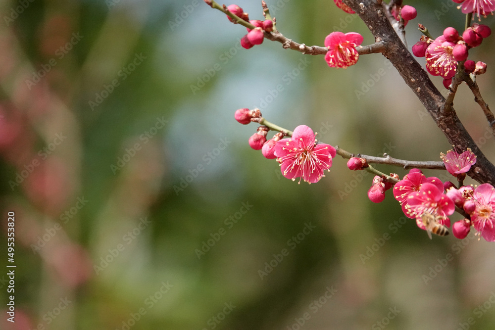 Spring flower plum,A blooming plum flower