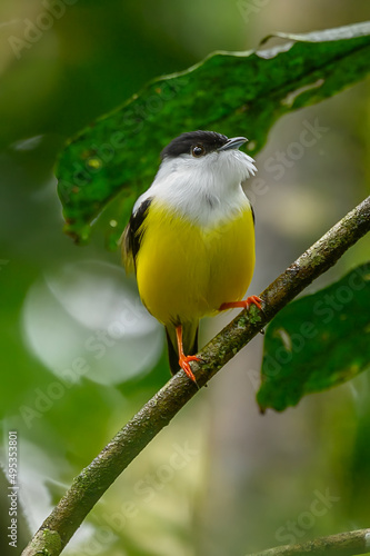 Fotografija White-collared manakin (Manacus candei) is a passerine bird in the manakin family