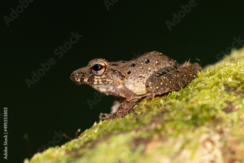 Triprion spinosus, also known as the spiny-headed tree frog, spiny-headed treefrog, spinyhead treefrog, coronated treefrog, and crowned hyla