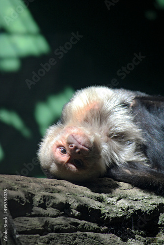 capuchin monkey at chapultepec zoo