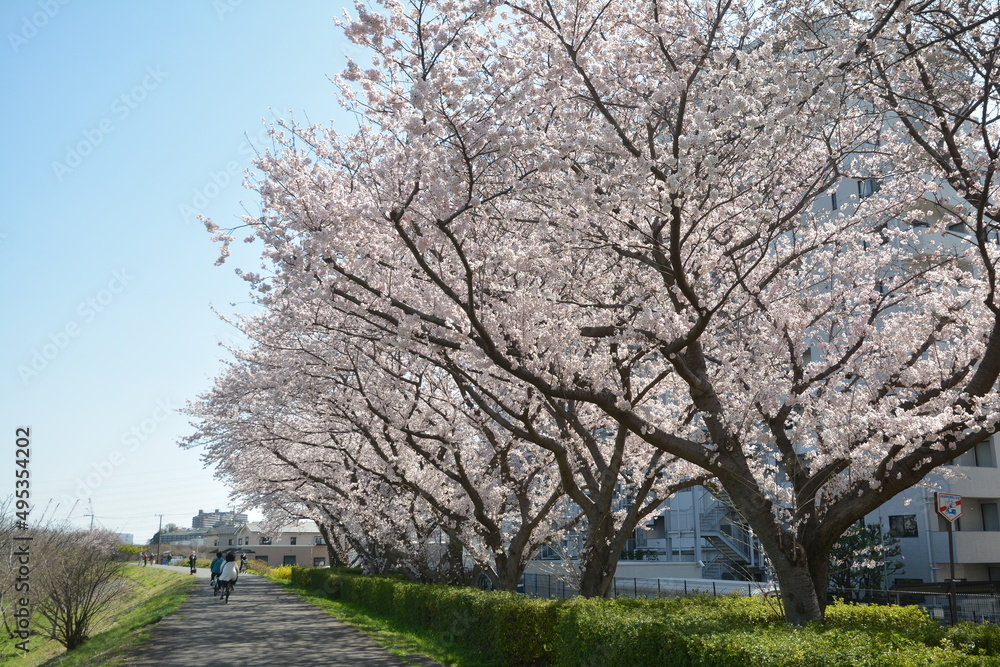 桜