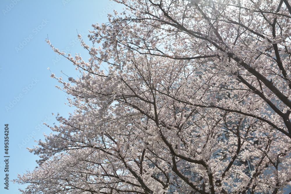 桜 桜