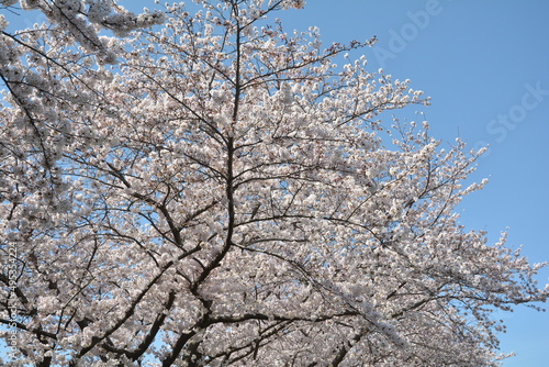 桜 © 和久 澤田