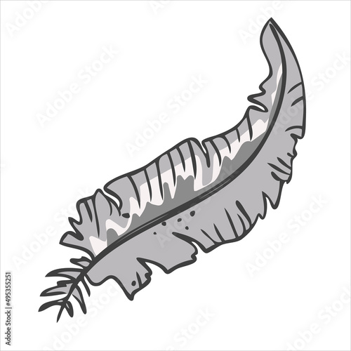  Gray bird feather. Vector illustration in hand drawn style