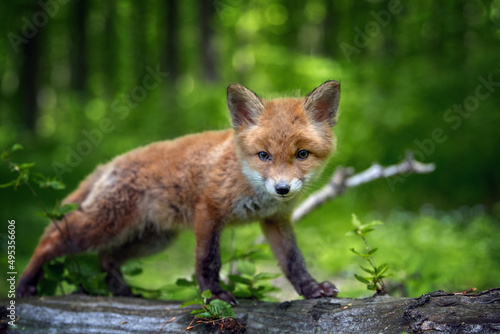 Red fox, vulpes vulpes, small young cub in forest. Cute little wild predators in natural environment © byrdyak