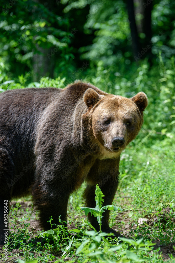 Wild Brown Bear in the summer forest. Animal in natural habitat. Wildlife scene Wild Brown Bear in the summer forest. Animal in natural habitat. Wildlife scene