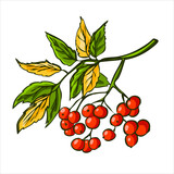Autumn branch with ripe red rowan berries and leaves. Harvest concept