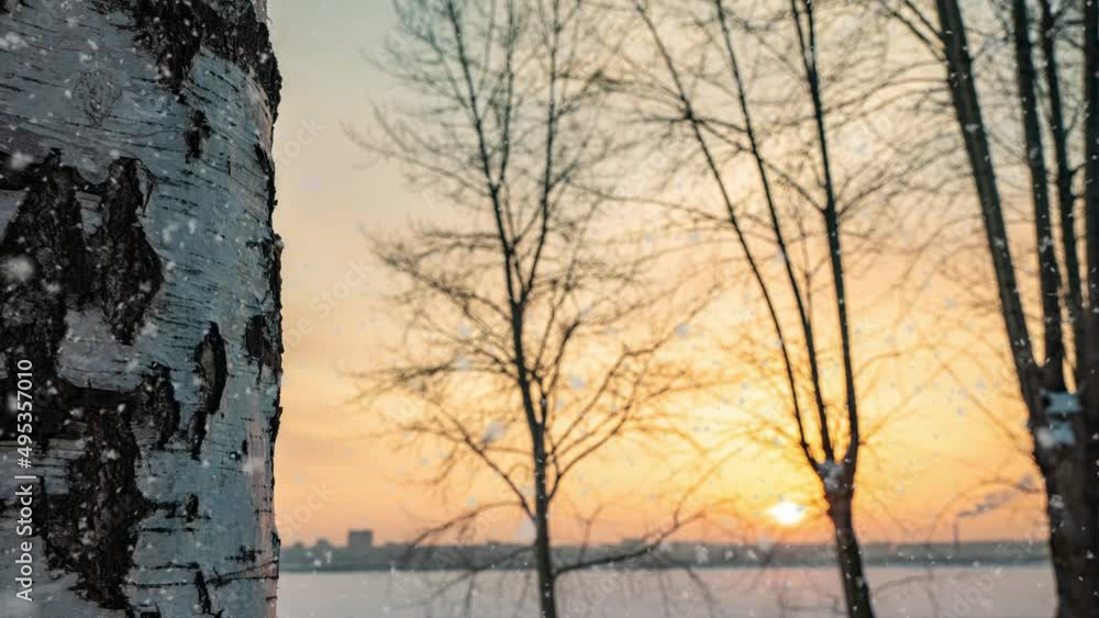 beautiful winter sunset, camera movement from bottom to top along a birch. Beautiful snowfall. 4k beautiful winter sunset, camera movement from bottom to top along a birch. Beautiful snowfall. 4k