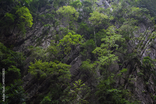 Green forest in the mountains