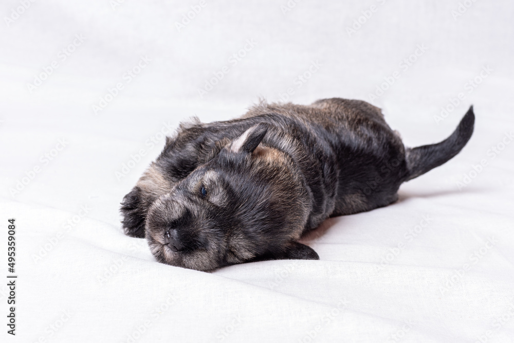 Little sleeping newborn miniature schnauzer puppy on a white background, close-up. Little blind sleeping puppy. Little sleeping newborn miniature schnauzer puppy on a white background, close-up. Little blind sleeping puppy.