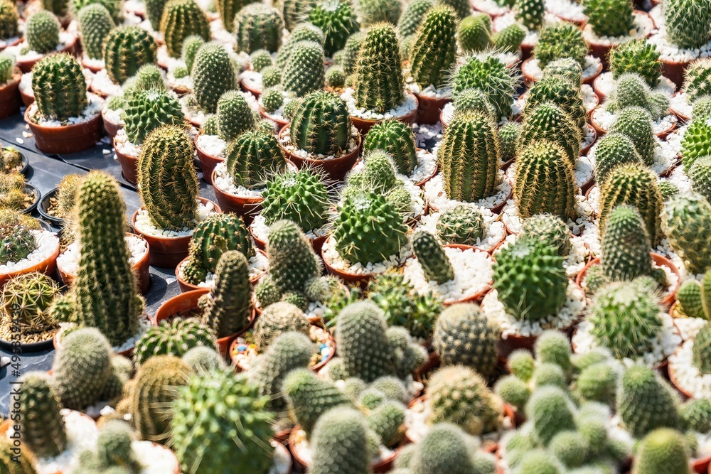Beautiful cactus in flowerpot with sunlight for background and texture. Beautiful cactus in flowerpot with sunlight for background and texture.