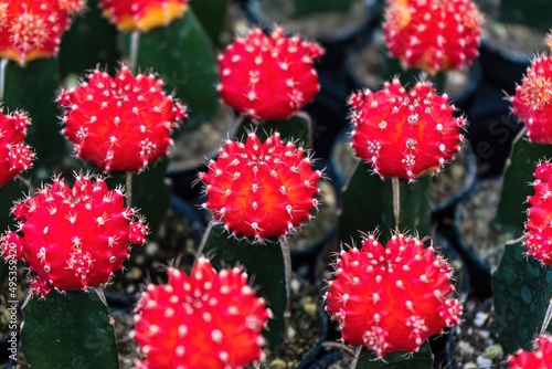 Beautiful cactus in flowerpot with sunlight for background and texture.