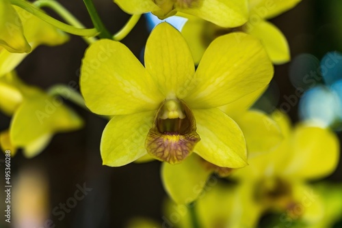 Fototapeta Naklejka Na Ścianę i Meble -  Close up of Orchids in the Garden.