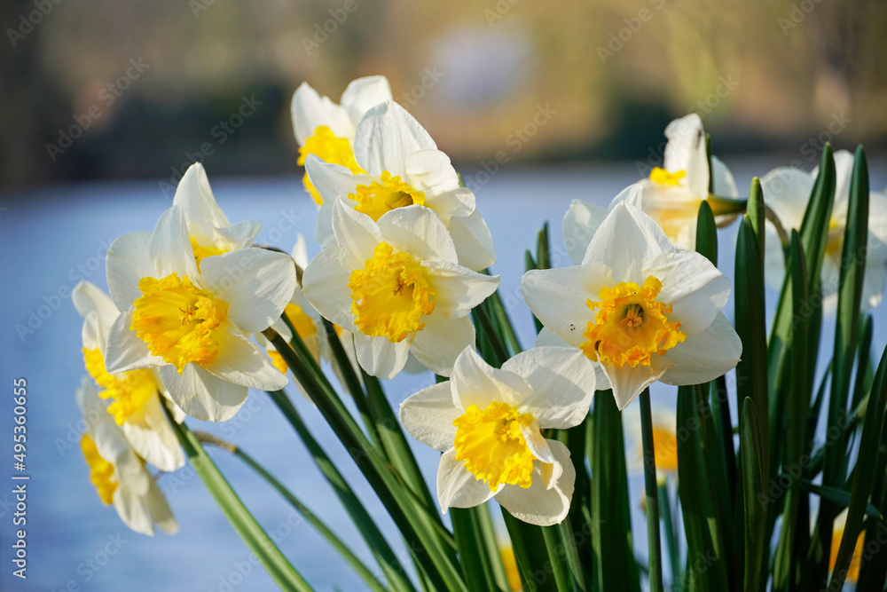 Obraz premium Yellow daffodils in spring.