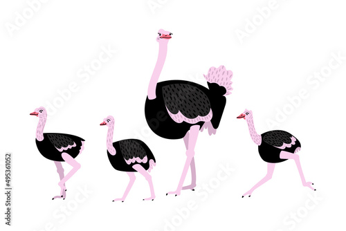Vector flat illustration with ostriches on a white background. Mother's Day greeting card