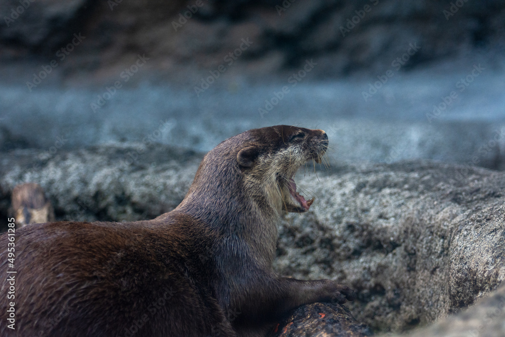 Obraz premium 多摩動物公園のカワウソ