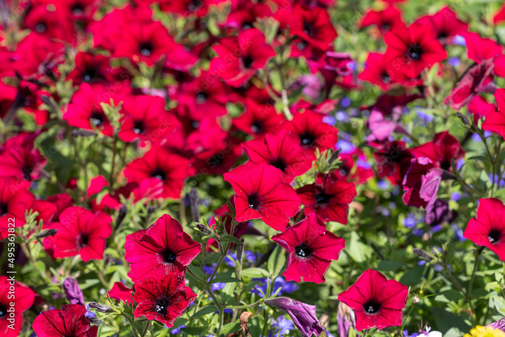 Bright red petunia flower carpet, abundant bloom on a sunny day