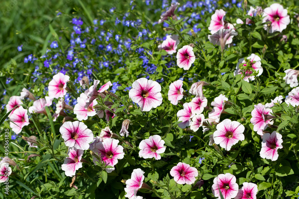 Pale pink petunia with a bright heart, blooming profusely on a sunny day