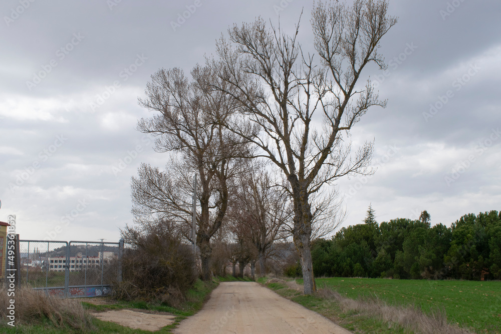Obraz premium Paisaje de camino atravesando árboles un día nublado. 