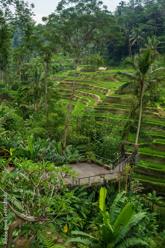 rice terraces bali ubud indonesia © Света Малиновская
