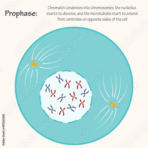 Prophase of the cell cycle photo