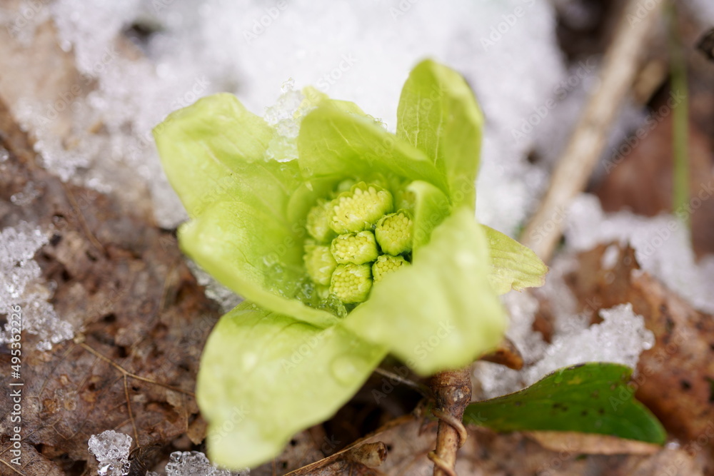 雪とフキノトウ