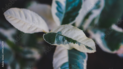 high detail tropical plants leaf of lemon variegated with cool tones