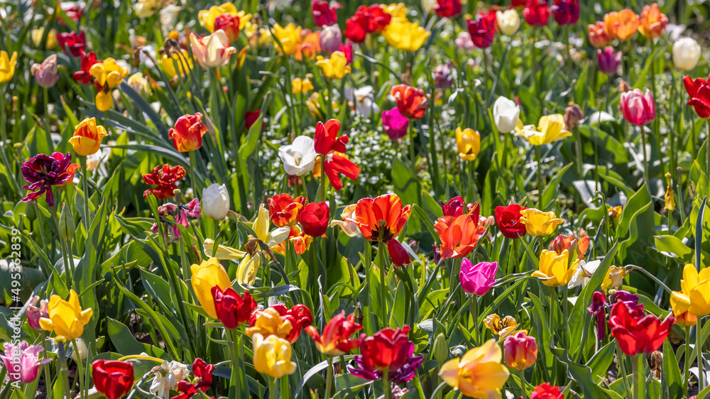 Close up view of assorted colorful Tulip flower bed in Holland, Michigan, selective focus