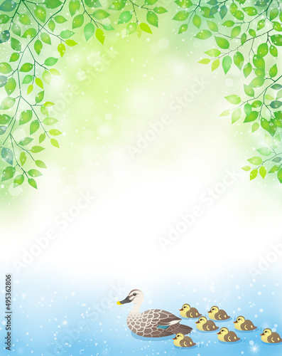 カルガモ　親子　新緑　泉　池